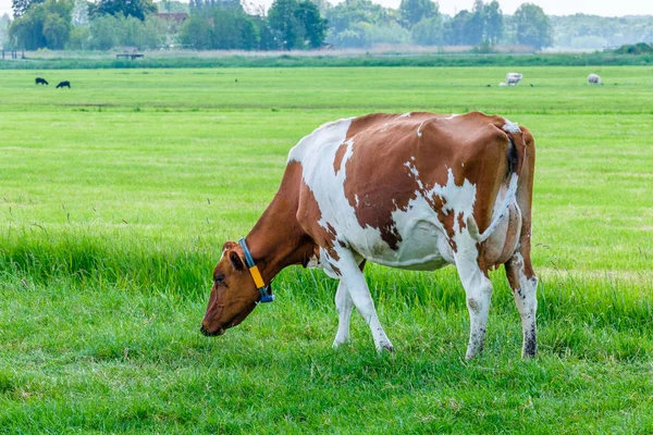 Ko på en grön gräsbevuxen äng en solig dag — Stockfoto