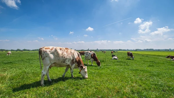 Krowy na zielonej trawiastej łące w słoneczny dzień — Darmowe zdjęcie stockowe