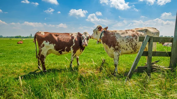 Cows in a green grassy meadow on a sunny day — 스톡 사진