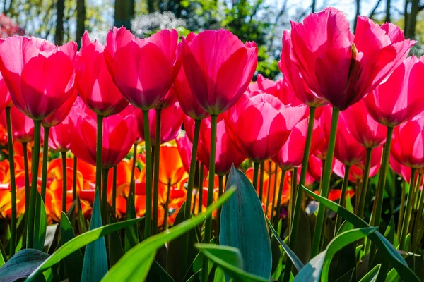 Side view of bright red-pink tulips with sunlight shining through the petals — Stock Photo, Image