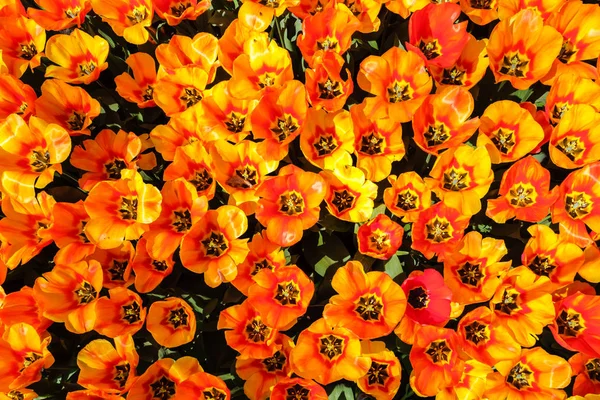 Top view close-up of gorgeous brightly colored tulips with open petals — Stock Photo, Image