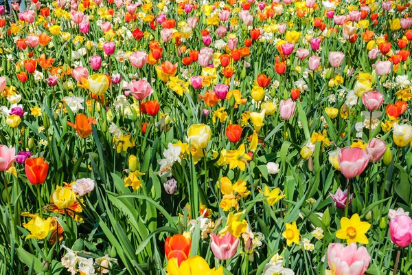 Top view close-up of gorgeous colorful flower bed of tulips and daffodils. — Stock Photo, Image