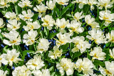 Altında mavi üzümlü sümbül bulunan muhteşem beyaz açık çift lalelerin üst görüntüsü.