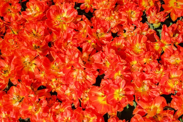 Felülnézet közeli-ból gyönyörű narancs-piros nyitott dupla tulipán. — Stock Fotó
