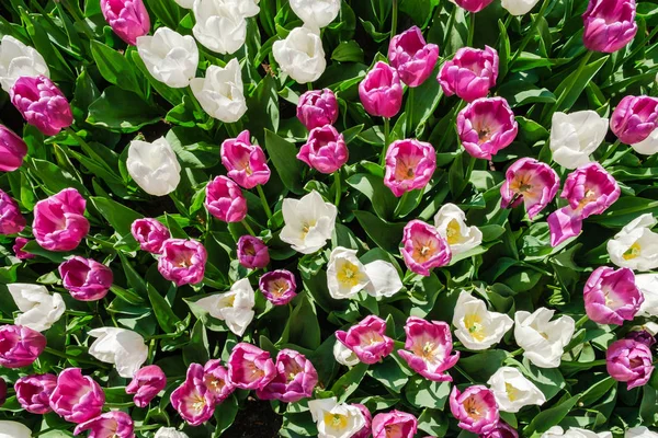 Top view close-up of beautiful blooming pink and white tulips amidst green leaves. — Stock Photo, Image