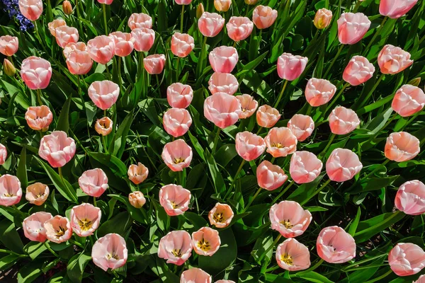 Top view close-up of beautiful blooming pink Darwin hybrid tulips. — Stock Photo, Image