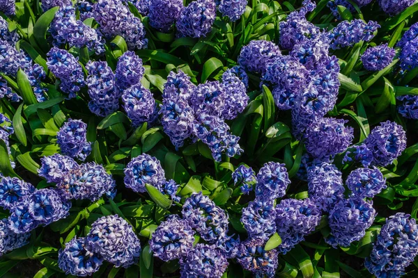 Nahaufnahme eines Blumenbeetes mit wunderschönen blühenden, reich gefüllten dunkelblauen Hyazinthen. — Stockfoto