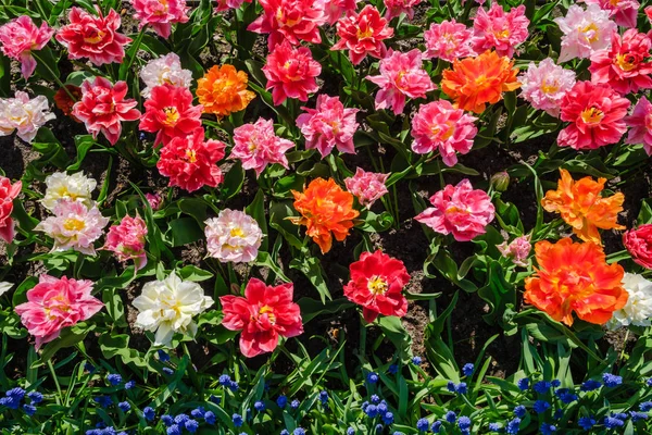 Top view close-up of beautiful blooming multi-colored peony flowering tulips with a row of blue grape hyacinths. — Stock Photo, Image