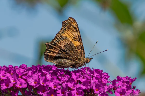 Fluture de peacock pe flori violet cu aripile închise — Fotografie, imagine de stoc