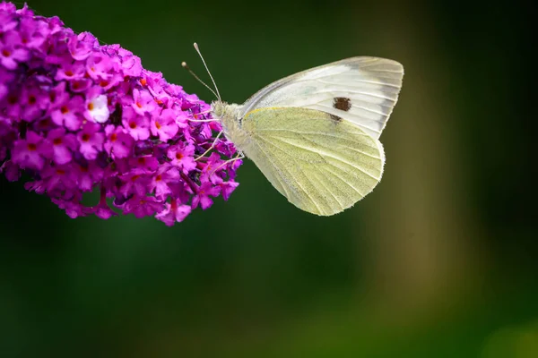 Col mariposa blanca sobre una flor de Buddleja davidii púrpura —  Fotos de Stock