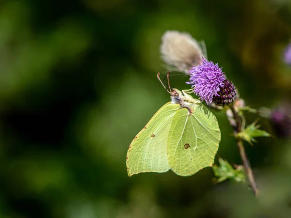 Fluture comun Brimstone pe o floare de ciulin — Fotografie, imagine de stoc