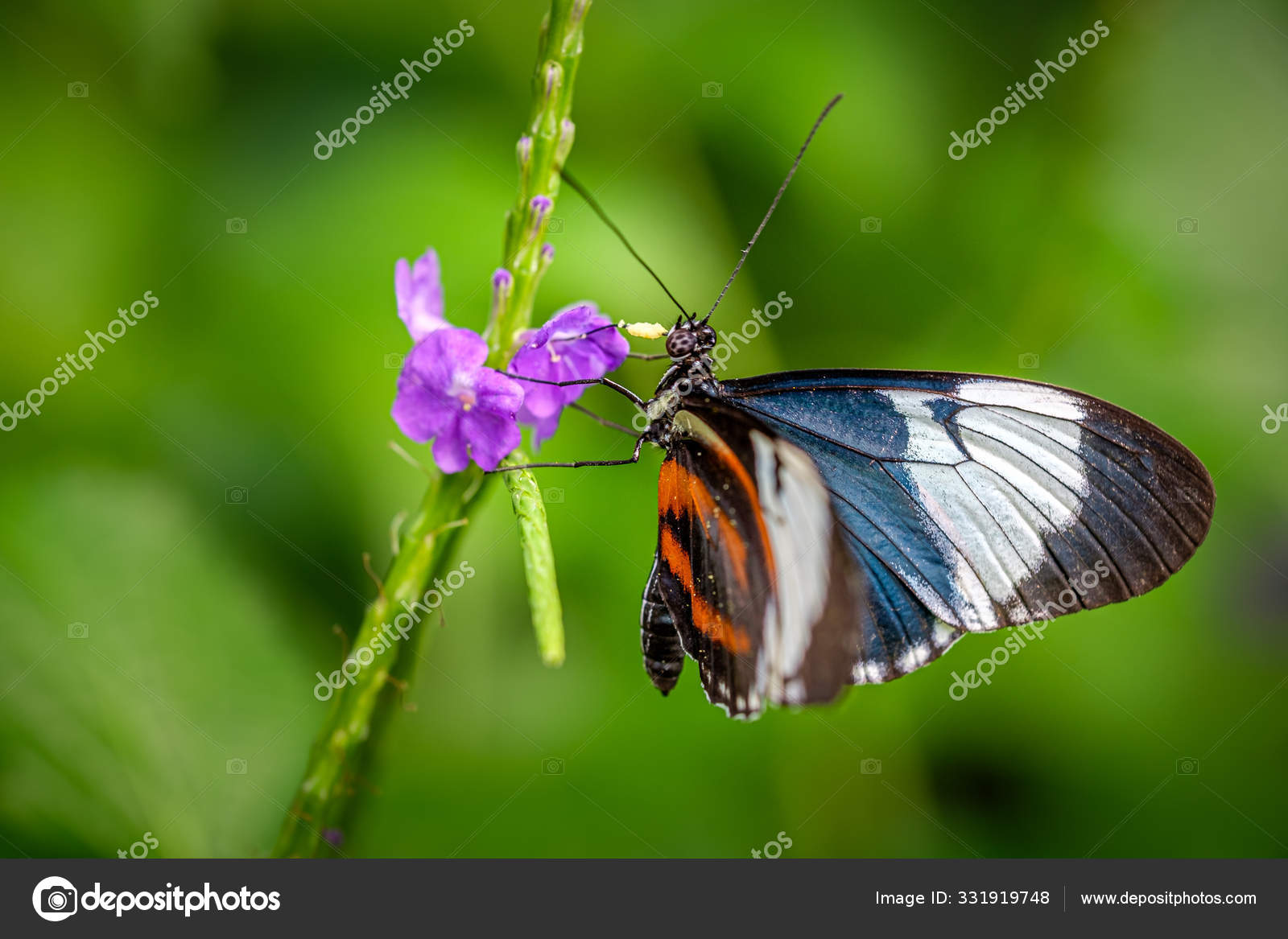 Heliconius Cydno或cydno长翼蝴蝶 免费图库图片 C Fotocorn