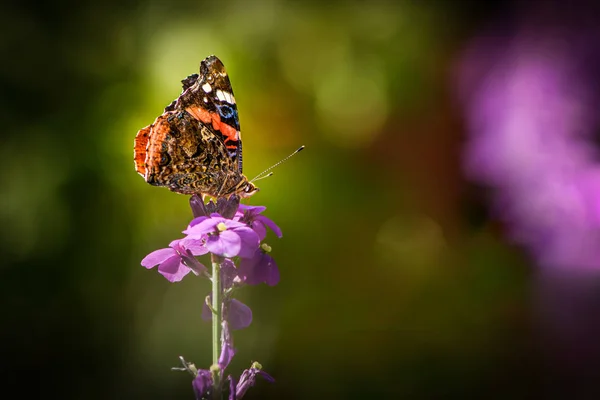 Красный Адмирал, Ванесса аталанта, красивая красочная бабочка на фиолетовом цветке — стоковое фото