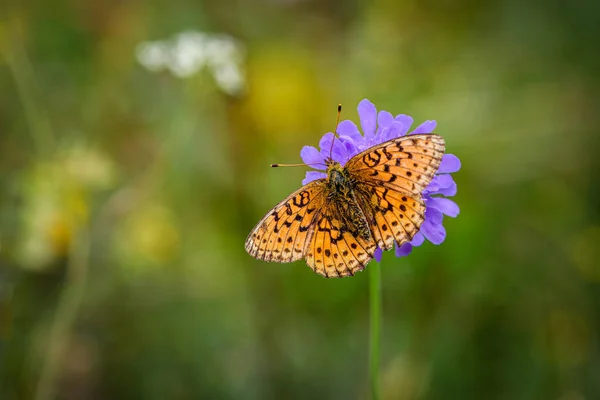 Fluture Fritillar mai mic sau Brenthis ino pe o floare violet — Fotografie, imagine de stoc