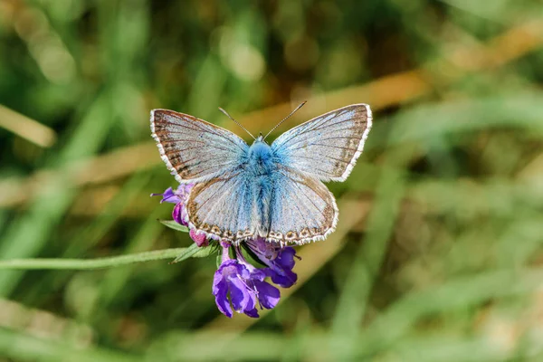 Chalkhill Blue Butterfly - Lysandra coridon masculin pe o floare violet — Fotografie, imagine de stoc