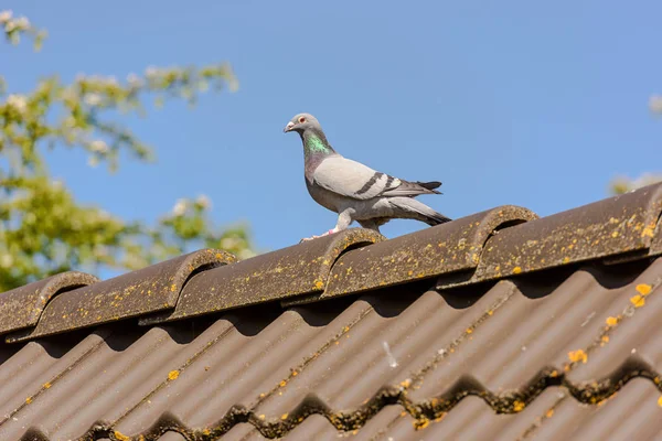 Taubenschlag auf dem Dach — Stockfoto