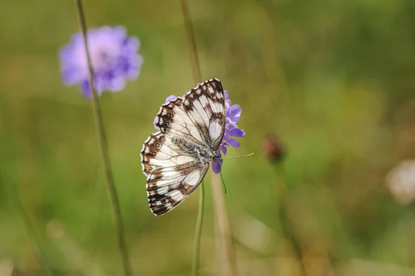 Frumos marmorat alb, Melanargia galathea fluture — Fotografie, imagine de stoc