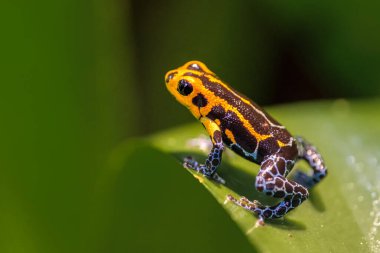 Poison Frog veya zehirli ok kurbağa taklit