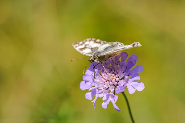 Hermoso mármol blanco, Melanargia galathea mariposa —  Fotos de Stock