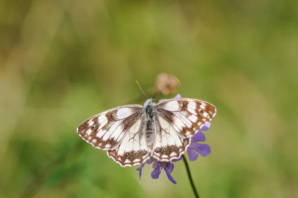 Прекрасный мраморный белый, Melanargia galathea бабочка — стоковое фото