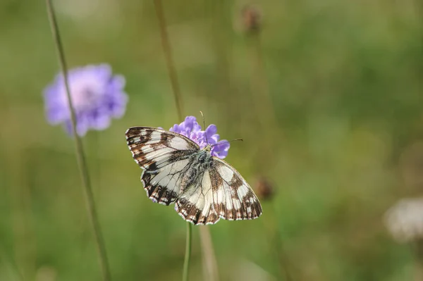 Прекрасный мраморный белый, Melanargia galathea бабочка — стоковое фото