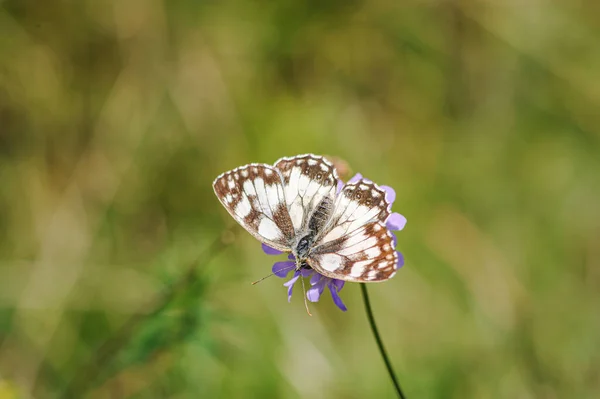 Hermoso mármol blanco, Melanargia galathea mariposa —  Fotos de Stock