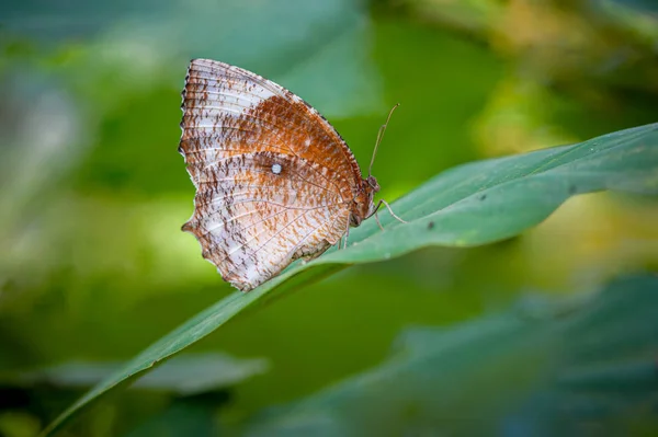 常见的棕蝶蝶或Elymnias hypermnestra — 图库照片