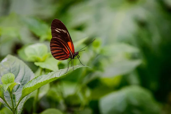 Красивый цветной Heliconius burneyi jamesi бабочка на листе на размытом зеленом фоне — стоковое фото