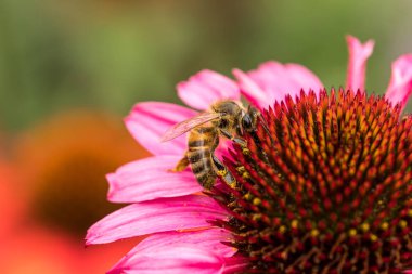 Bumblebee collects nectar on echinacea flower or coneflower