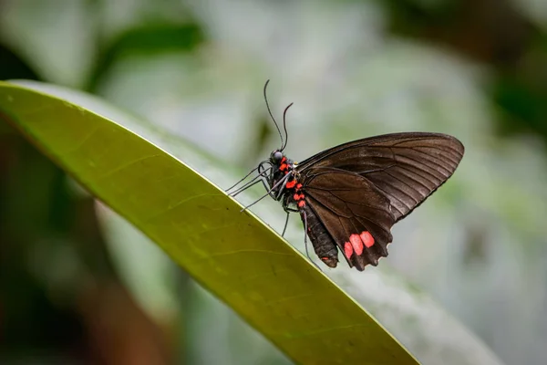Бабочка Mimoides ilus на листочке — стоковое фото