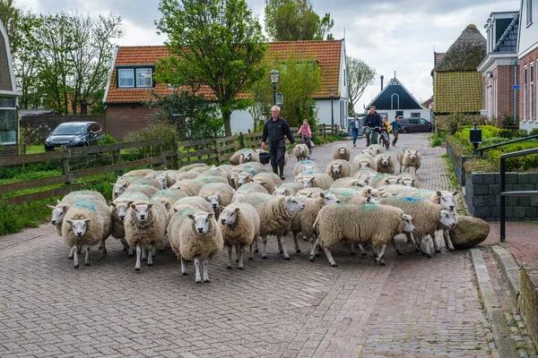 Agricoltore Con Una Mandria Pecore Che Cammina Attraverso Una Strada Foto Stock Royalty Free