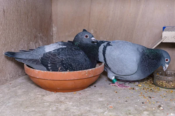 在鸽子阁楼上的盒子里喂养着一对鸽子 它们的父母轮流在蛋上孵蛋 — 图库照片