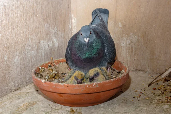 Zwillingsrenntaubenbaby Mit Mutter Nest Auf Dem Taubenschlag — Stockfoto