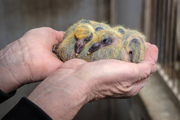 Zwillingspaar Von Sieben Tage Alten Baby Renntauben Den Händen Des lizenzfreie Stockbilder