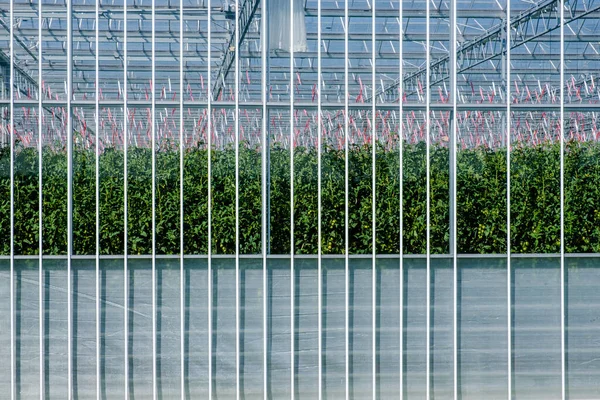 Frontaal Zicht Een Moderne Hightech Industriële Kas Voor Tomaten Het Rechtenvrije Stockfoto's