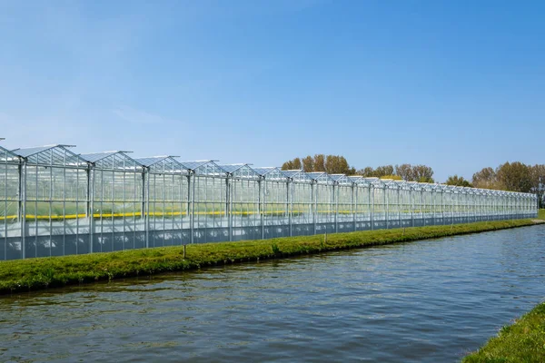 Näkökulma Moderni Teollinen Kasvihuone Tomaatit Westland Alankomaat Westland Alue Alankomaissa — kuvapankkivalokuva