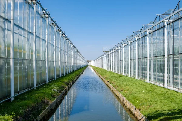 Perspective View Modern Industrial Greenhouse Tomatoes Westland Netherlands Westland Est — Photo