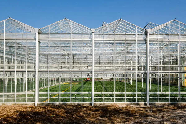 Frontalvy Inne Ett Modernt Industriväxthus För Blommor Och Växter Westland — Stockfoto
