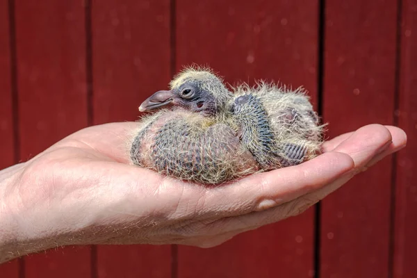 นกพิราบอายุหนึ่งสัปดาห์ในมือของนกพิราบแฟนซี รูปภาพสต็อกที่ปลอดค่าลิขสิทธิ์