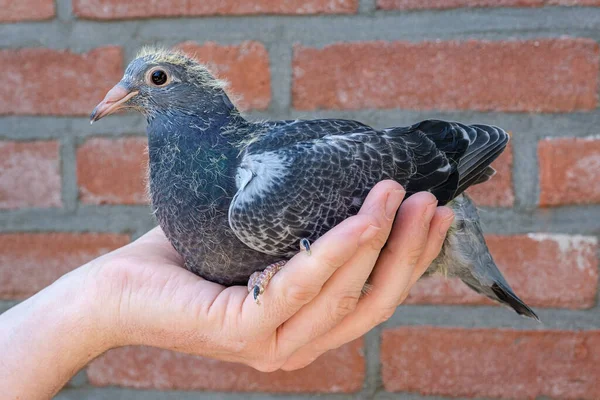 Трехнедельный молодой гоночный голубь в руке голубя-любителя — стоковое фото