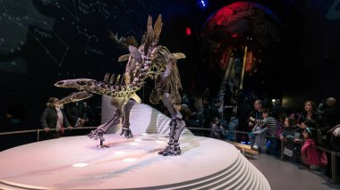 London, Büyük Britanya - Ocak, 2018 yaklaşık: Stegosaurus dinozor iskeleti Doğal Tarih Müzesi. Müze koleksiyonları dünyanın her yerinden yaklaşık 70 milyon örnekleri oluşturan. 