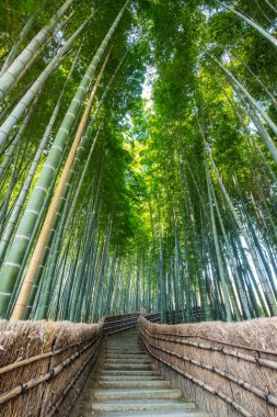 Kyoto, Japonya 'daki Bambu Ormanı. 