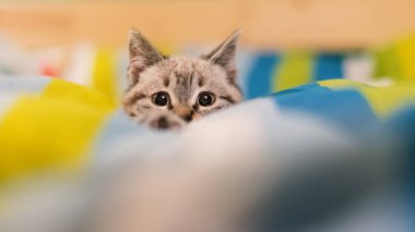 Meraklı küçük gri kedi portre yatakta. 