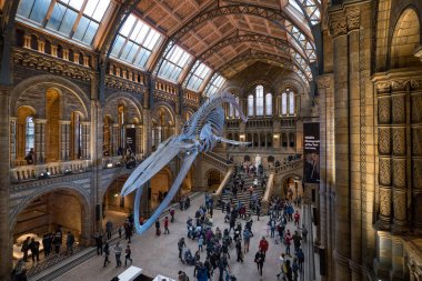 Londra, İngiltere - Ocak, 2018 yaklaşık: Doğal Tarih Müzesi, iç görünümüyle yeni balina iskeleti. Müze koleksiyonları dünyanın her yerinden yaklaşık 70 milyon örnekleri oluşturan. 