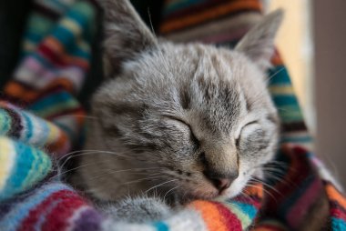 Uykulu küçük gri kedi portre.