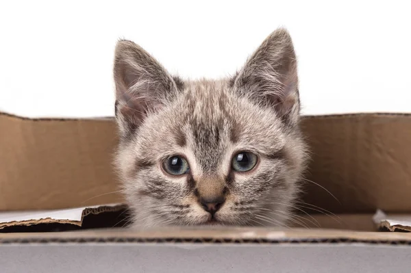 Kleine Graue Kätzchen Einer Box Isoliert Auf Weißem Hintergrund — Stockfoto