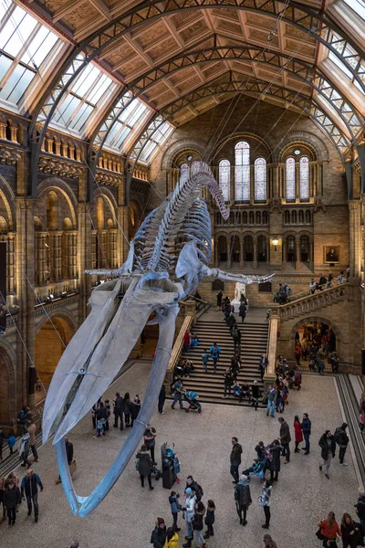 London Circa January 2018 Interior View Natural History Museum New — Stock Photo, Image