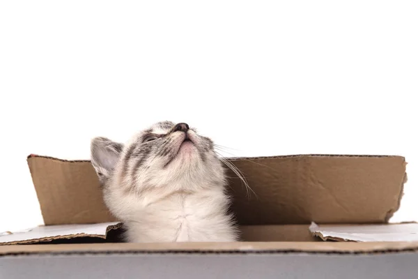 Little Gray Kitten Box Looking Isolated White Background — Stock Photo, Image