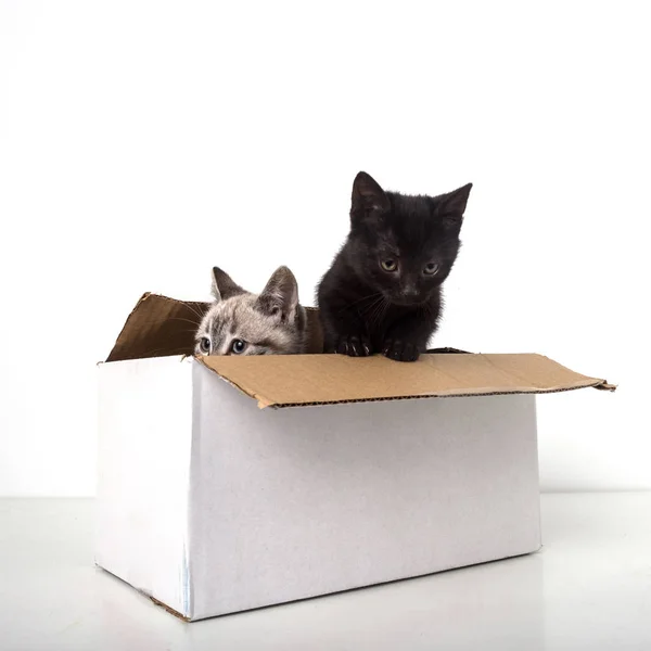 白い背景で隔離ボックス内黒とグレー子猫 — ストック写真