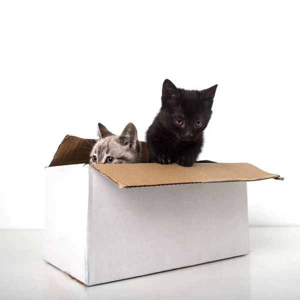 Pequeño Gatito Negro Gris Dentro Una Caja Aislada Sobre Fondo — Foto de Stock